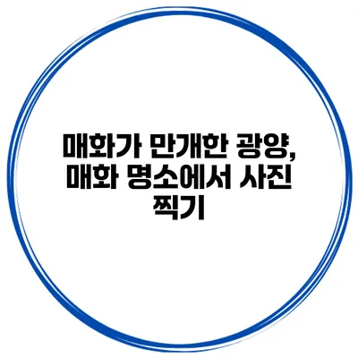 매화가 만개한 광양, 매화 명소에서 사진 찍기